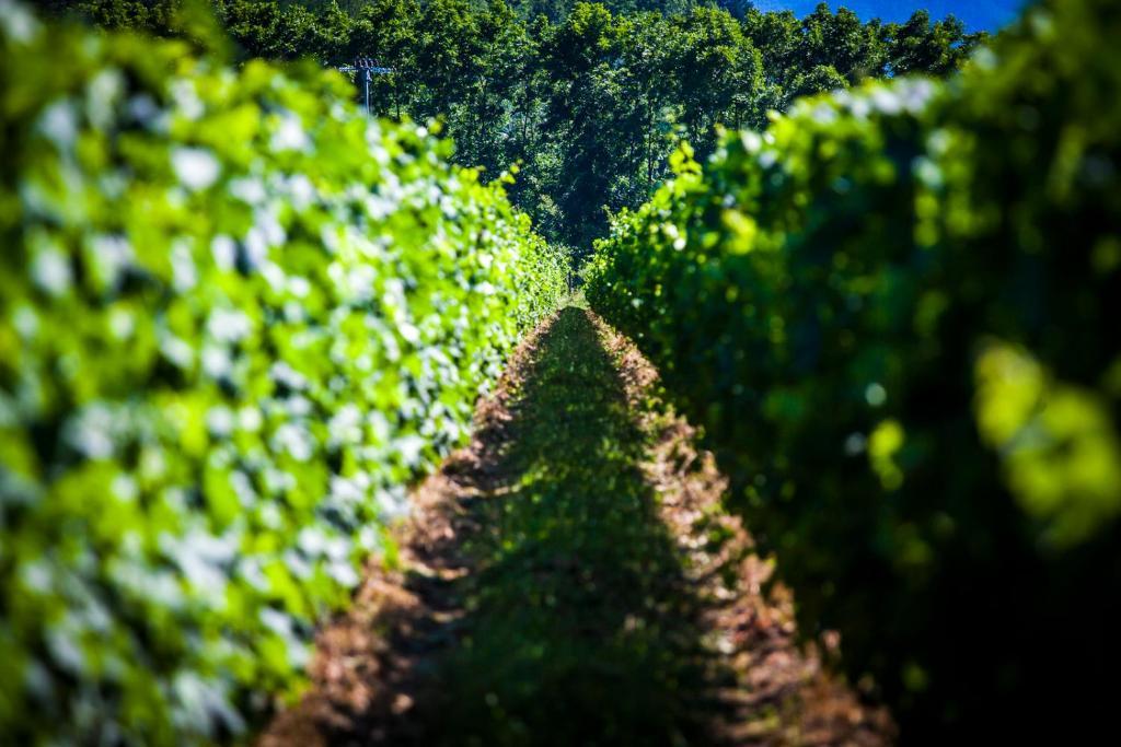 Agriturismo Casteldelpiano Licciana Nardi Luaran gambar